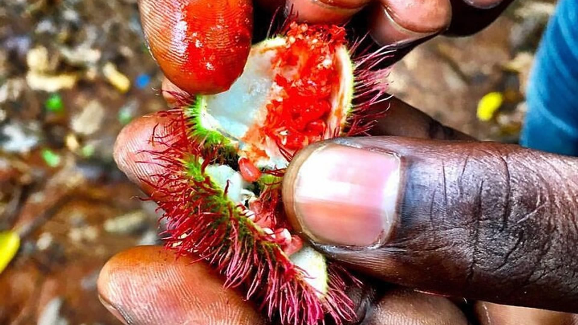zanzibar spice tour