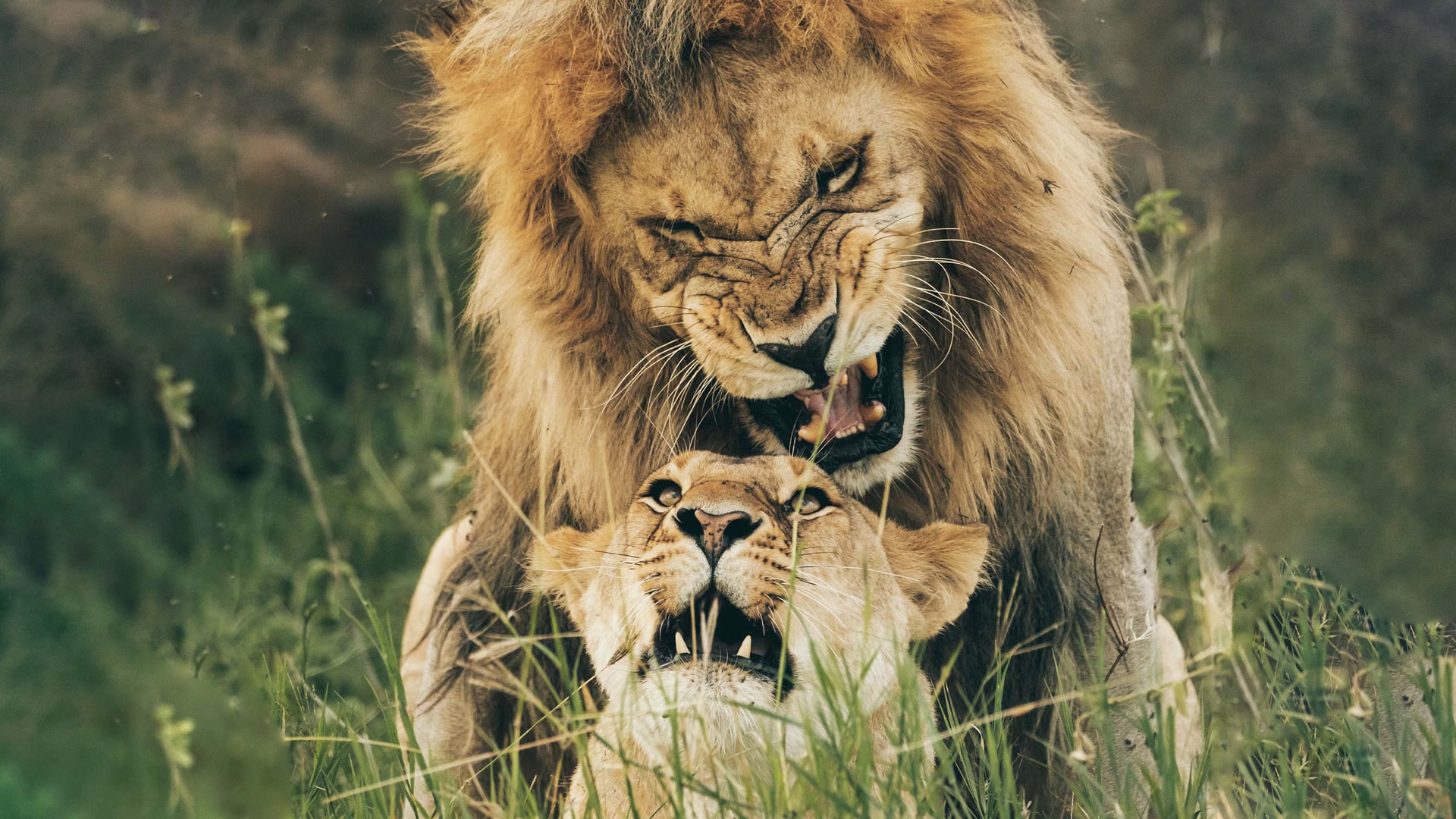 arusha national park