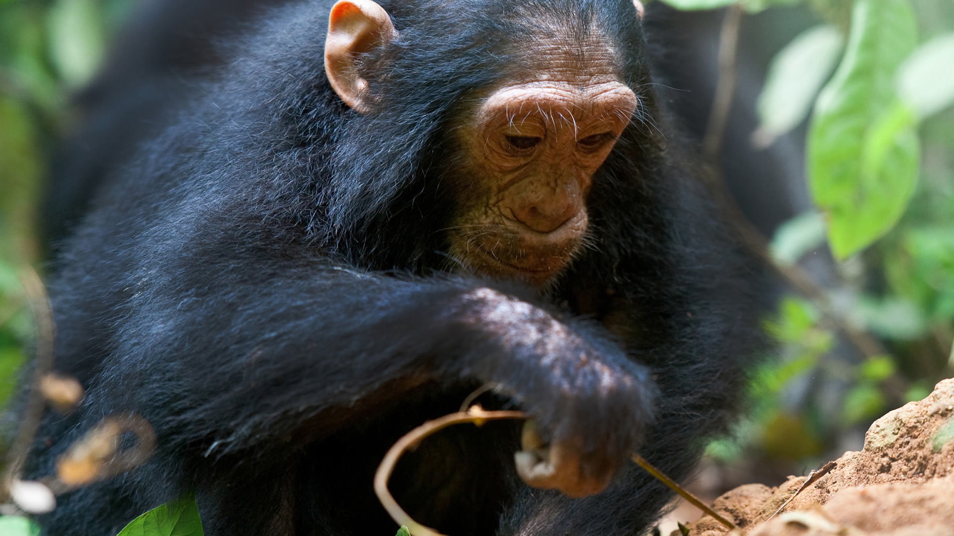 gombe national park