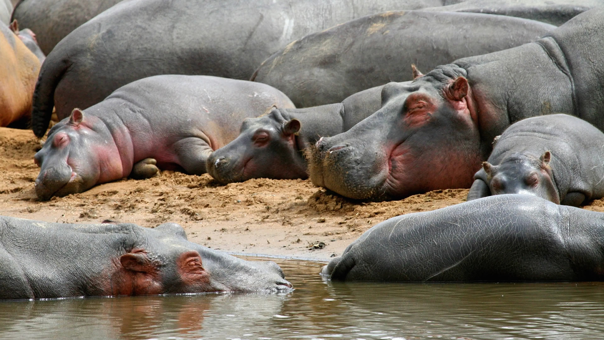 katavi national park