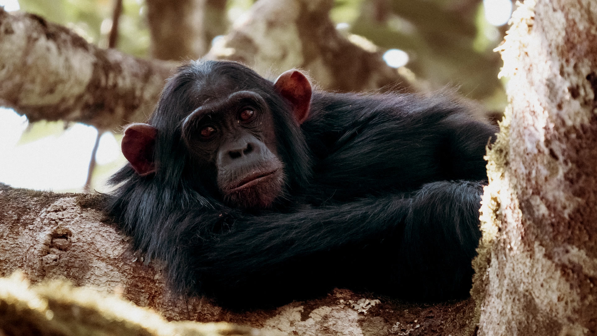 kibale national park