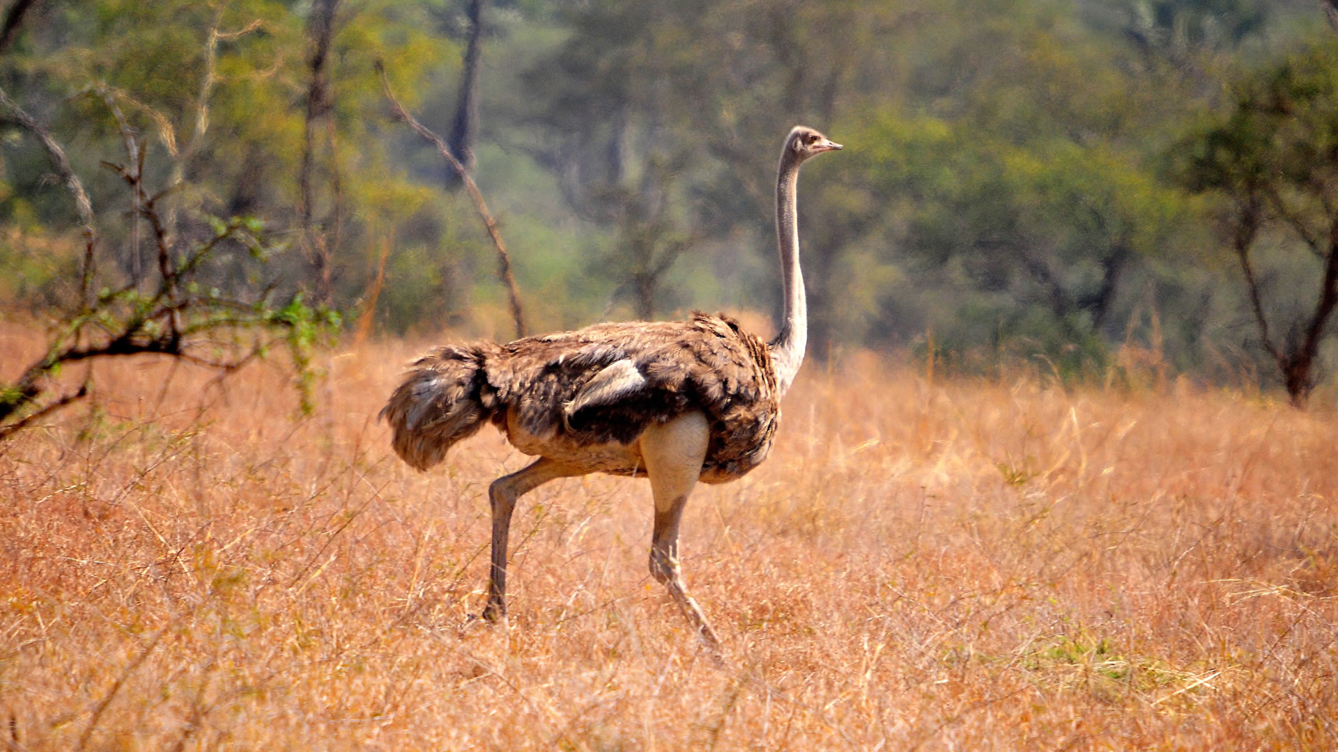 kidepo valley national park