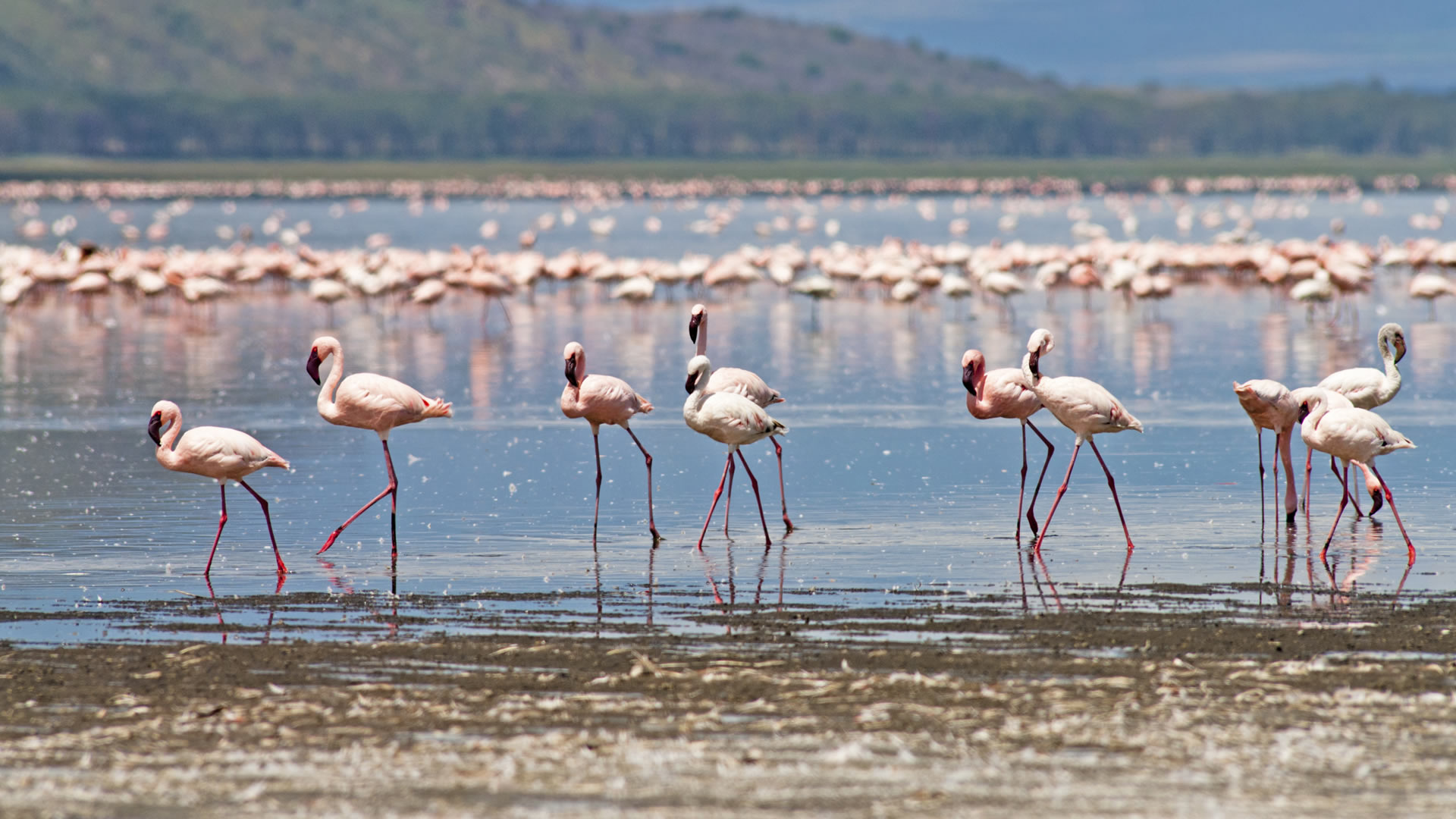 lake nakuru national park