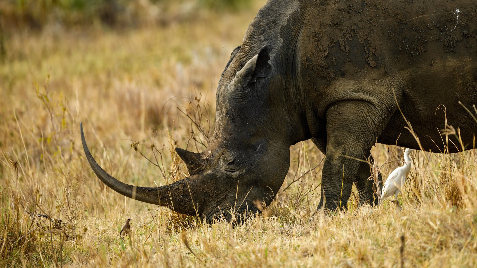 meru national park