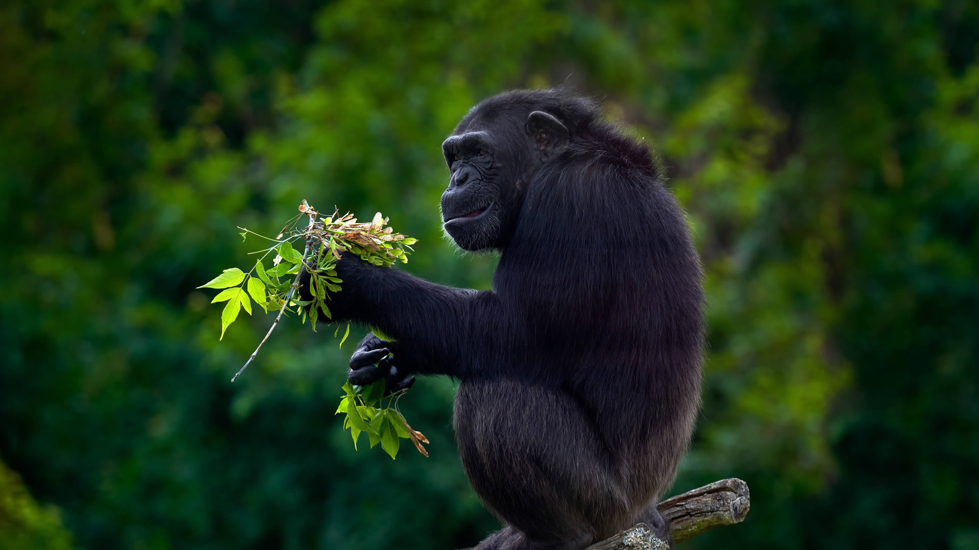 mgahinga gorilla national park