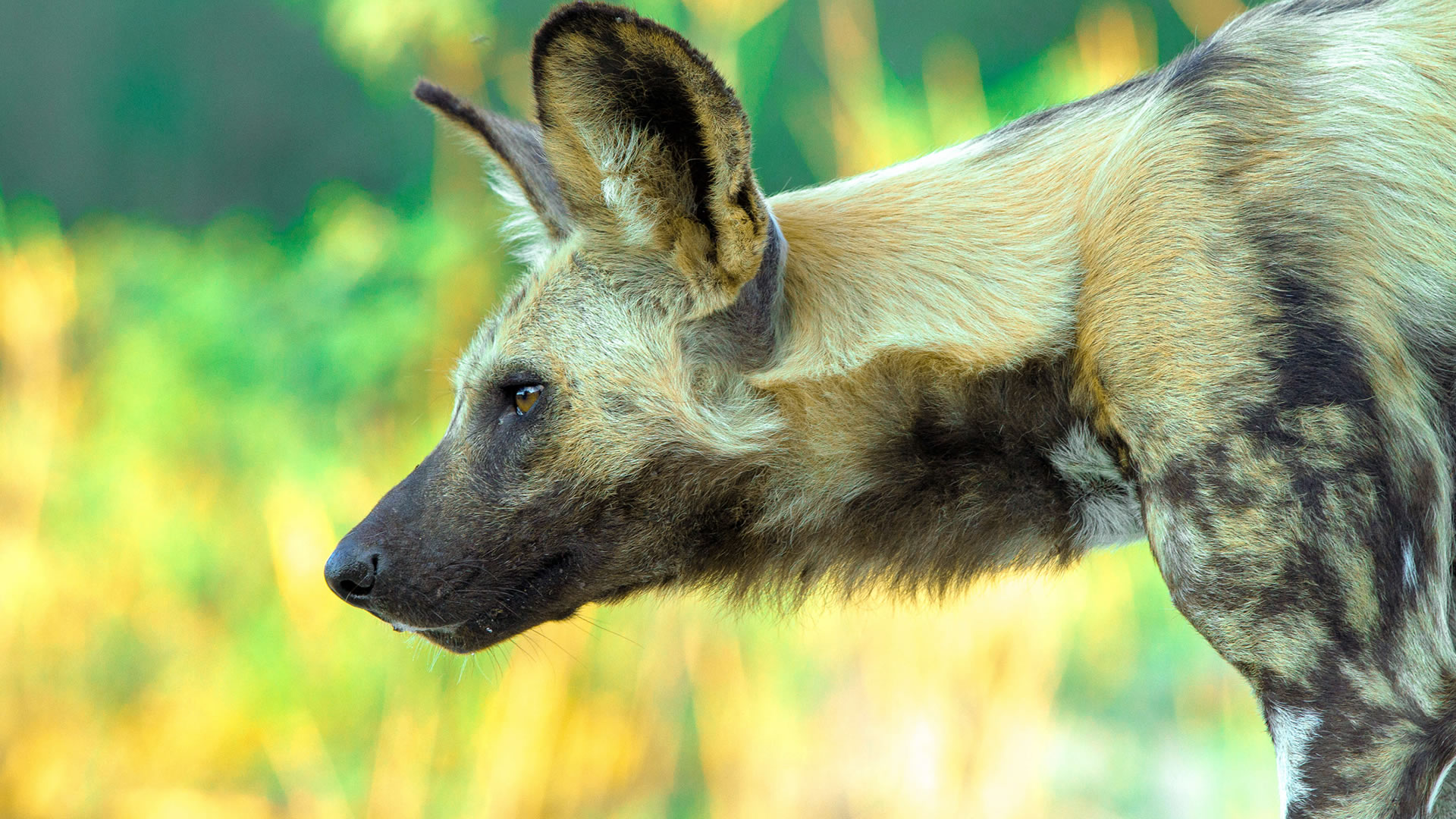 nyerere national park