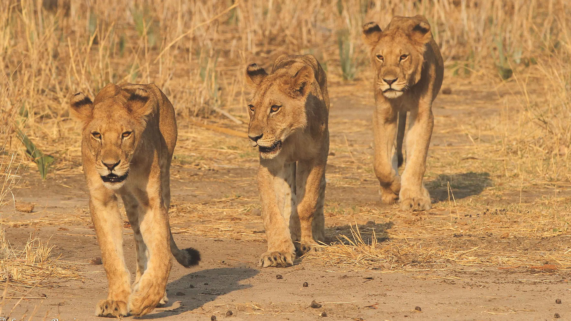 ruaha national park