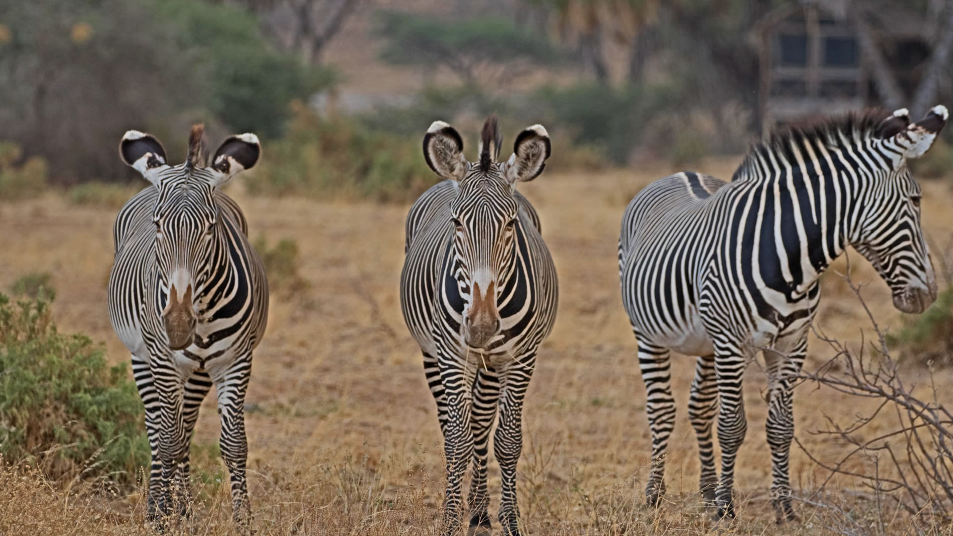 samburu game reserve
