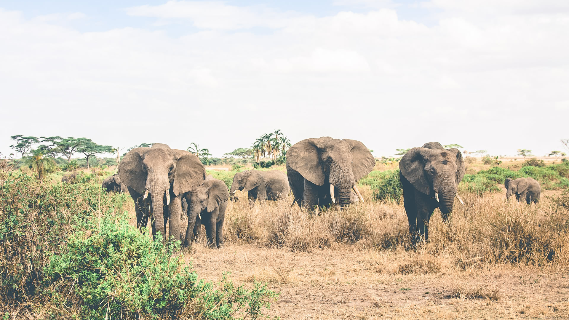 serengeti national park