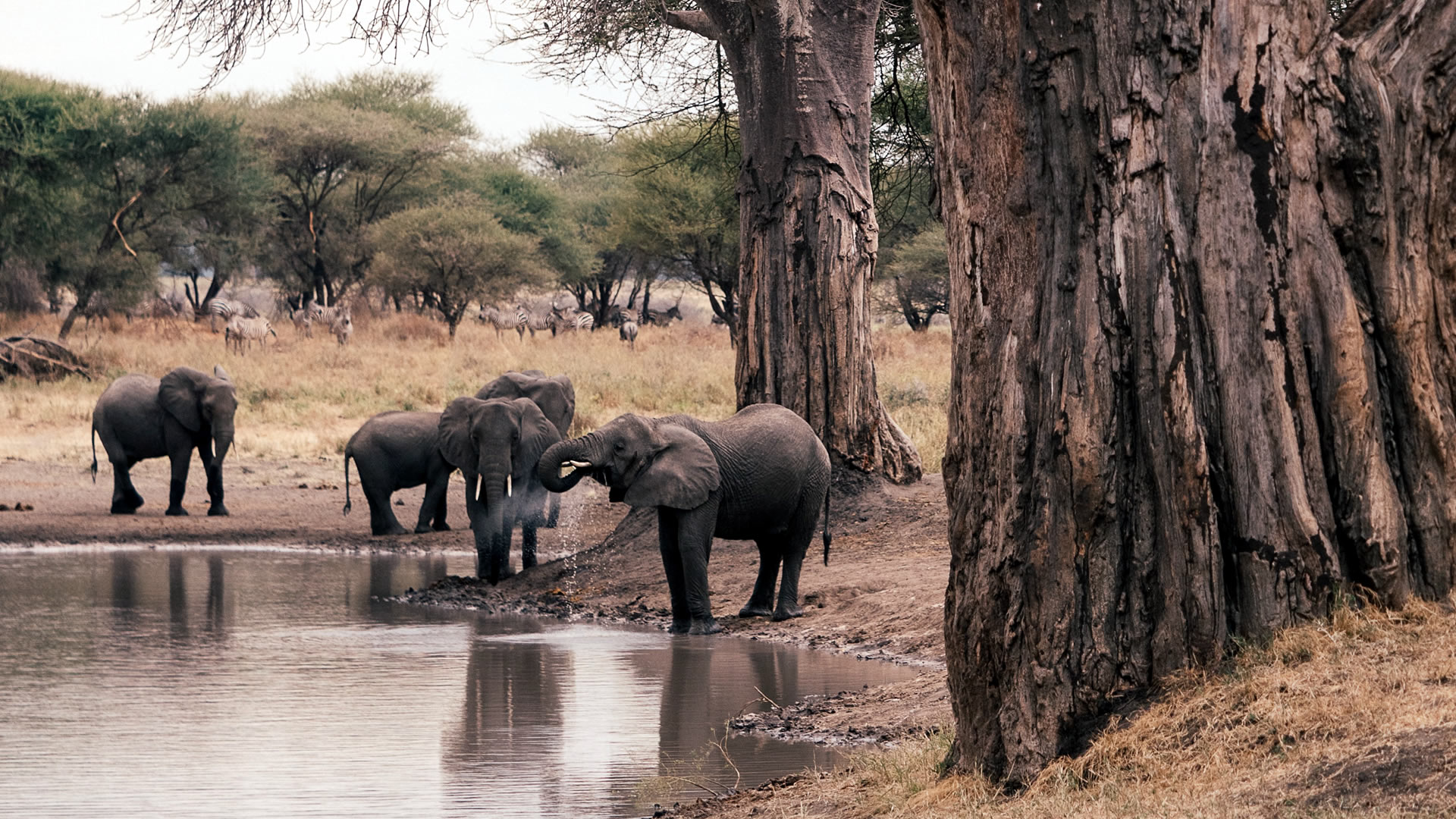 tarangire national park