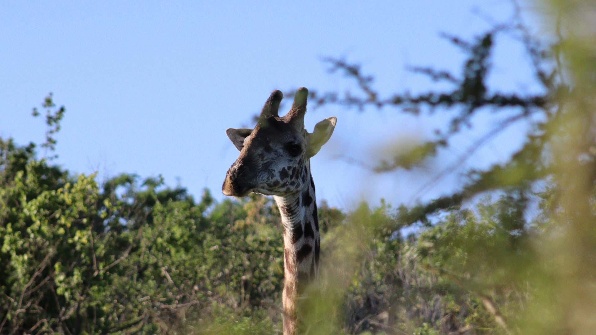 tsavo west national park
