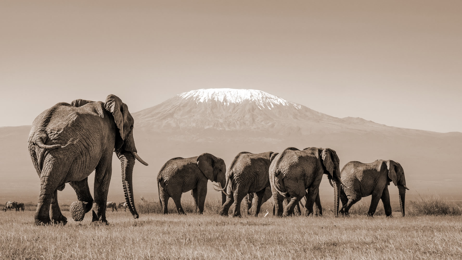 safari preparation