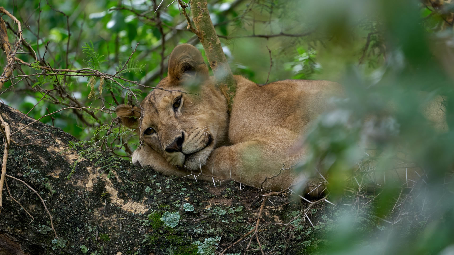 12 Days Tanzania Scenic Highlights