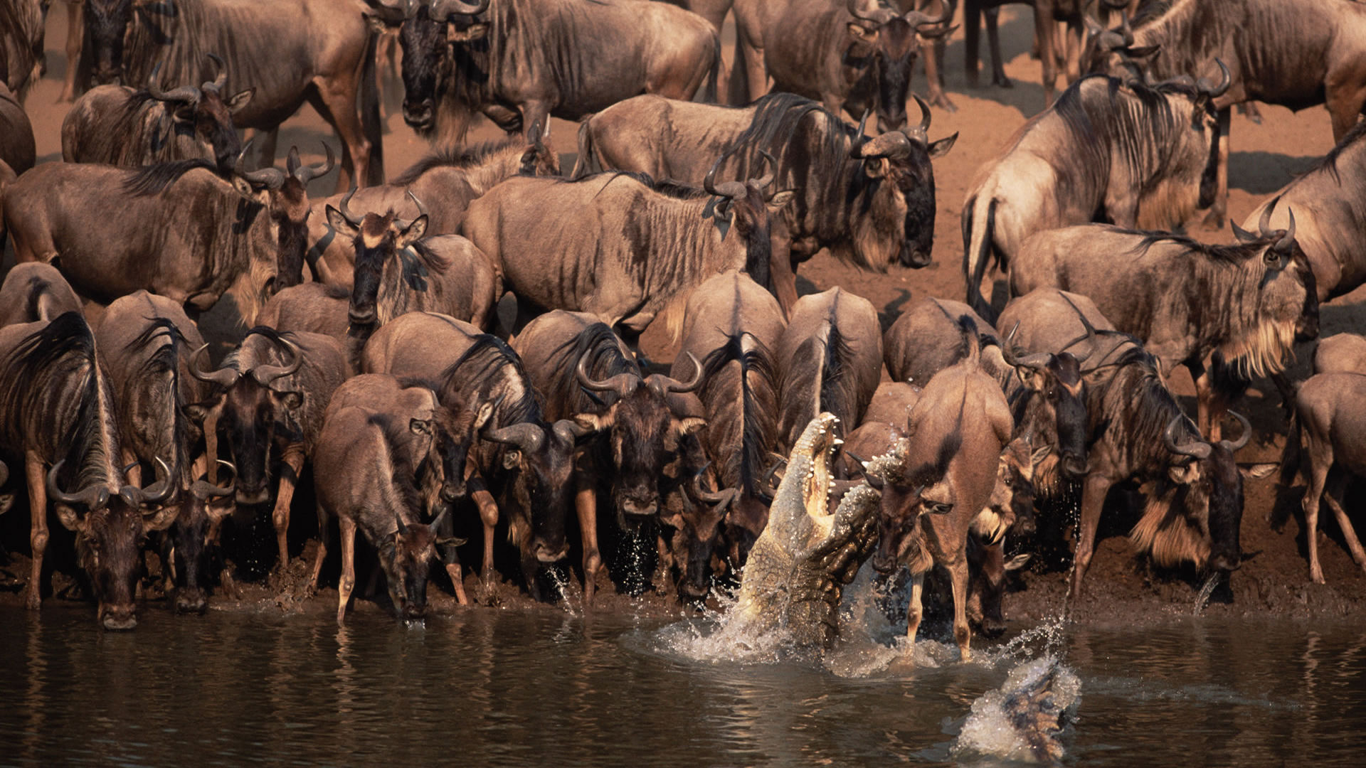 5 Days Highlights of Tanzania