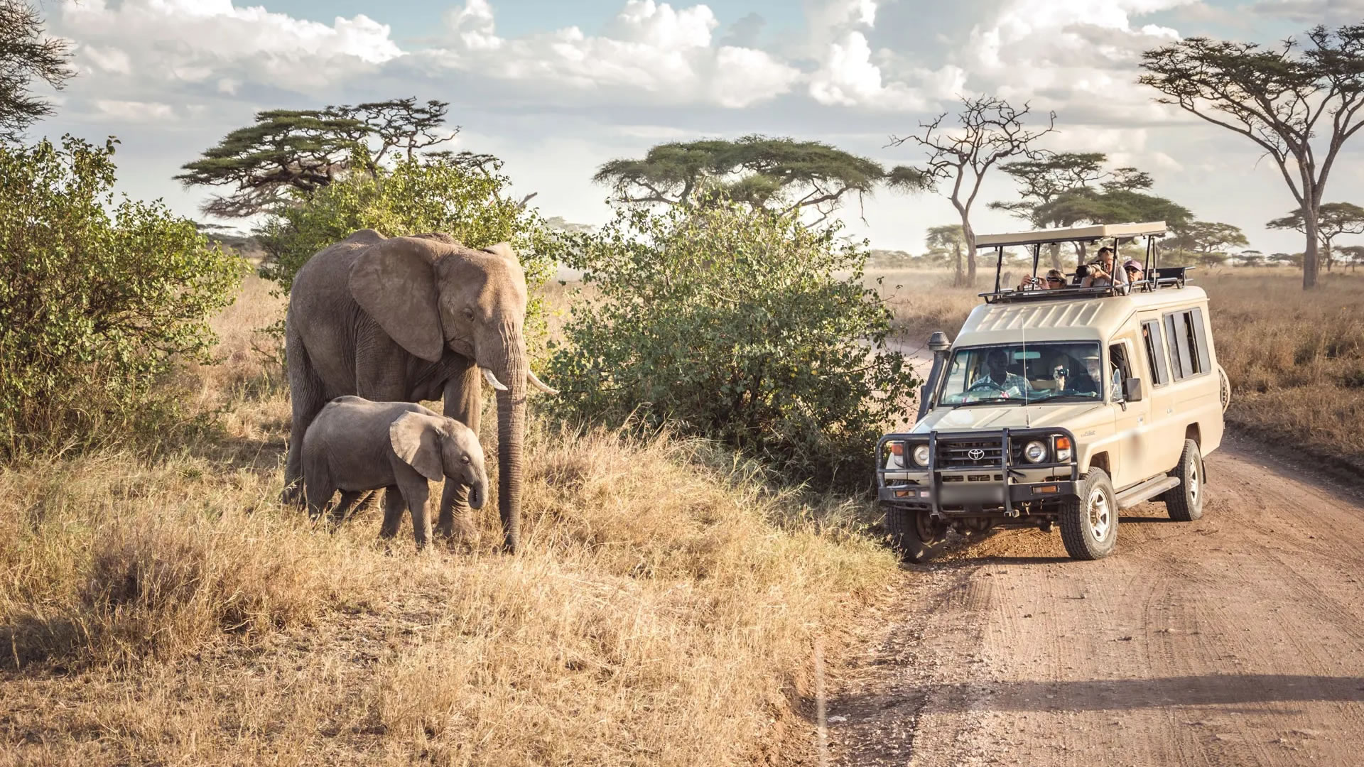 8 Days Acacia Safari